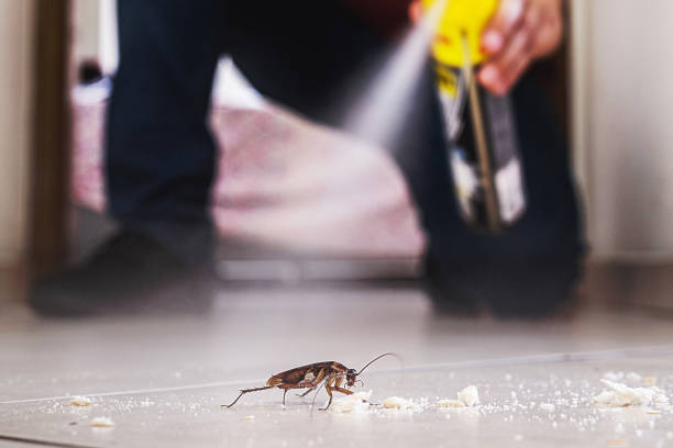 Best Pest Control Near Me in Crested Butte, CO